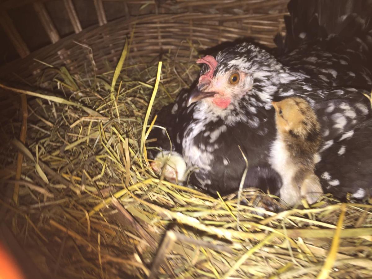 Pensiunea Agroturistica Casa Colinita Vatra Moldoviței Kültér fotó