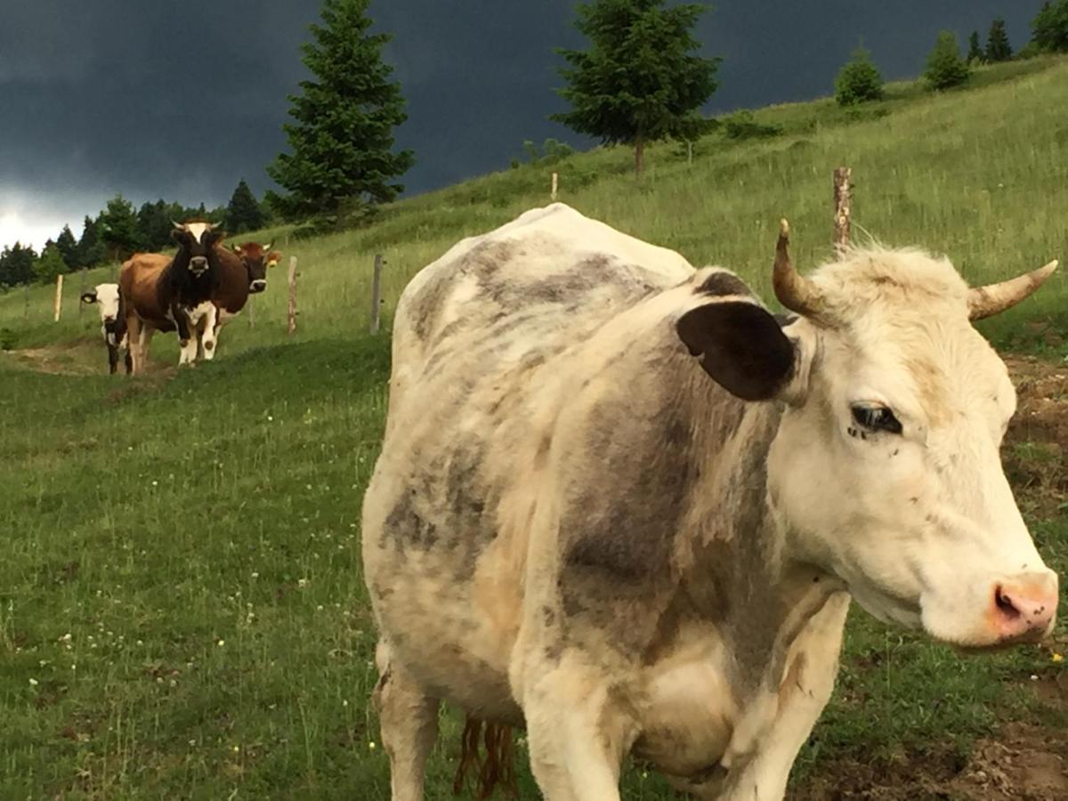 Pensiunea Agroturistica Casa Colinita Vatra Moldoviței Kültér fotó
