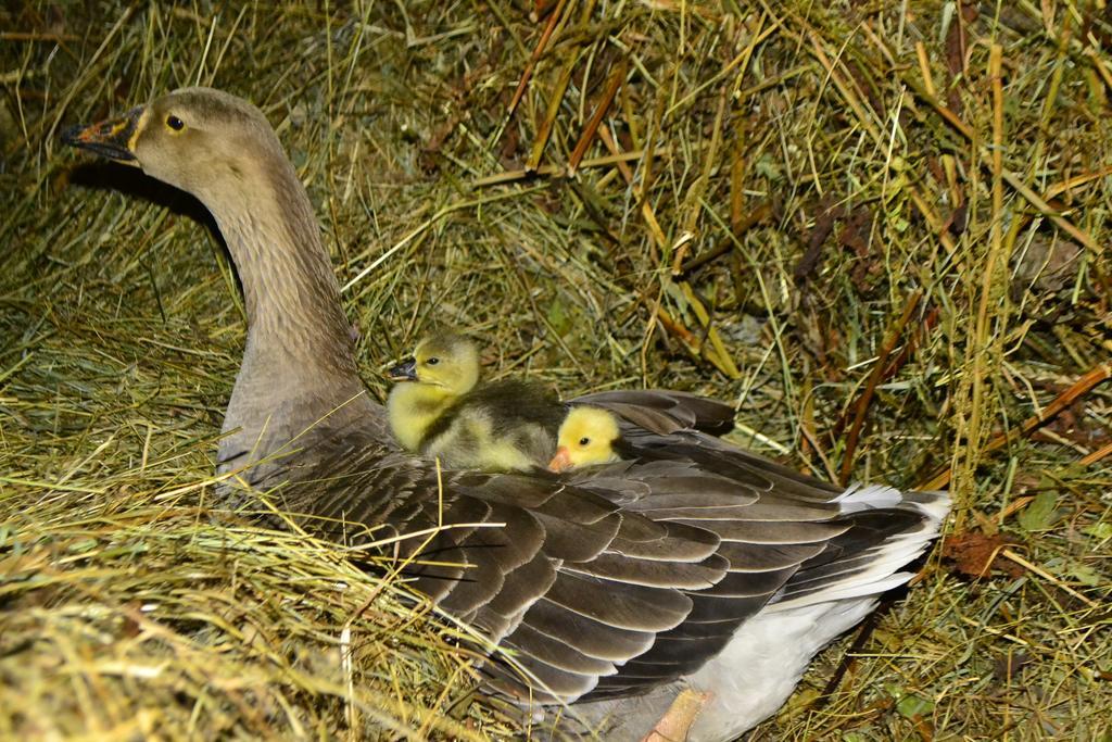 Pensiunea Agroturistica Casa Colinita Vatra Moldoviței Kültér fotó