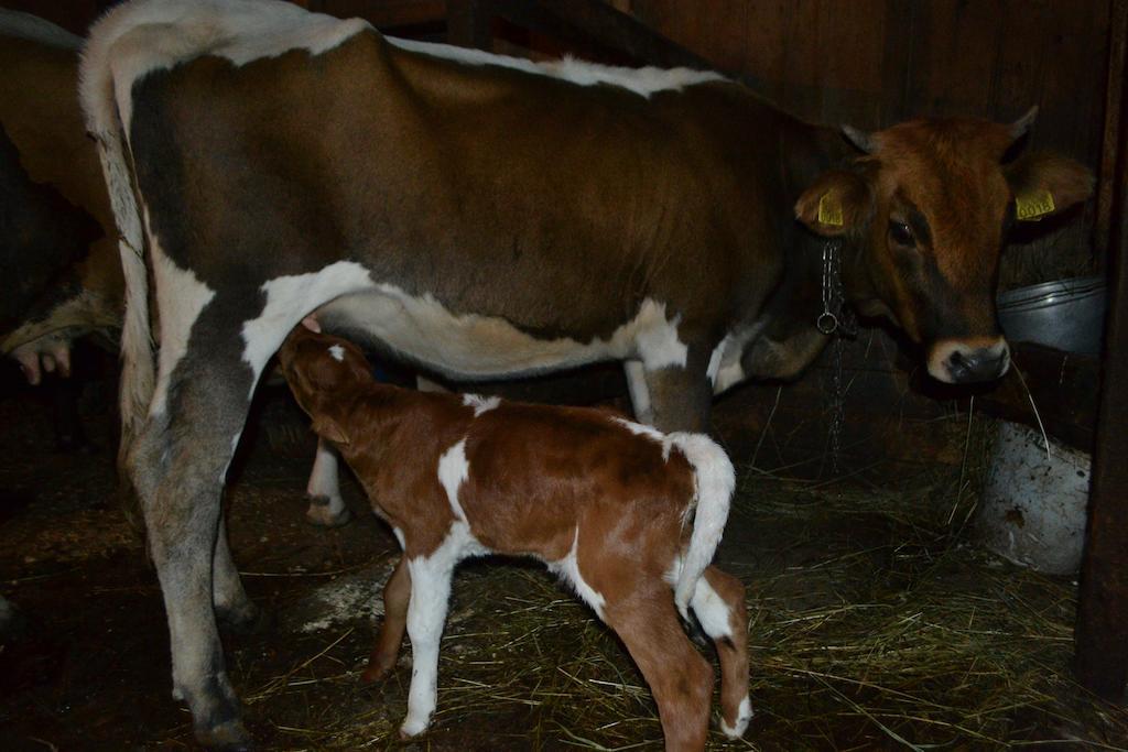 Pensiunea Agroturistica Casa Colinita Vatra Moldoviței Kültér fotó